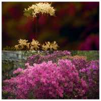 樂享花事 不負春光--中科院武漢植物園杜鵑園