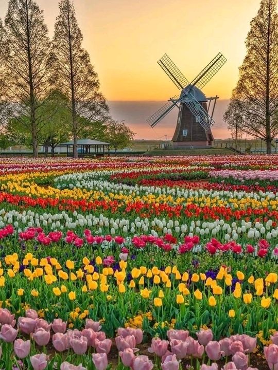 World's Most Beautiful Spring Blossoms🌸🇳🇱