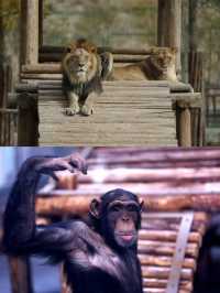 蘭州五一去哪裡玩？——蘭州野生動物園