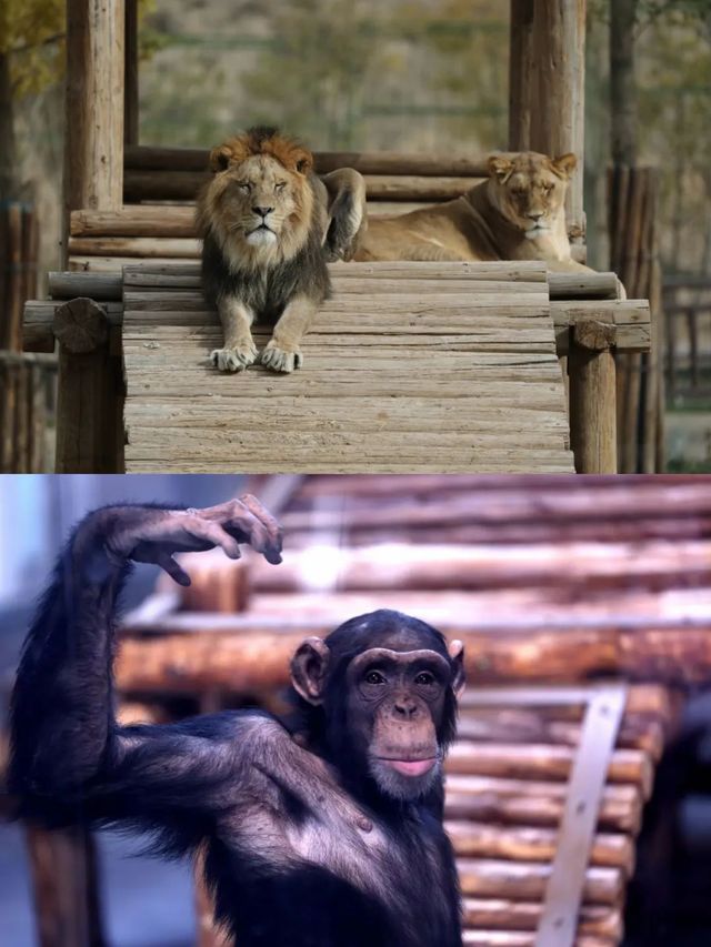 蘭州五一去哪裡玩？——蘭州野生動物園
