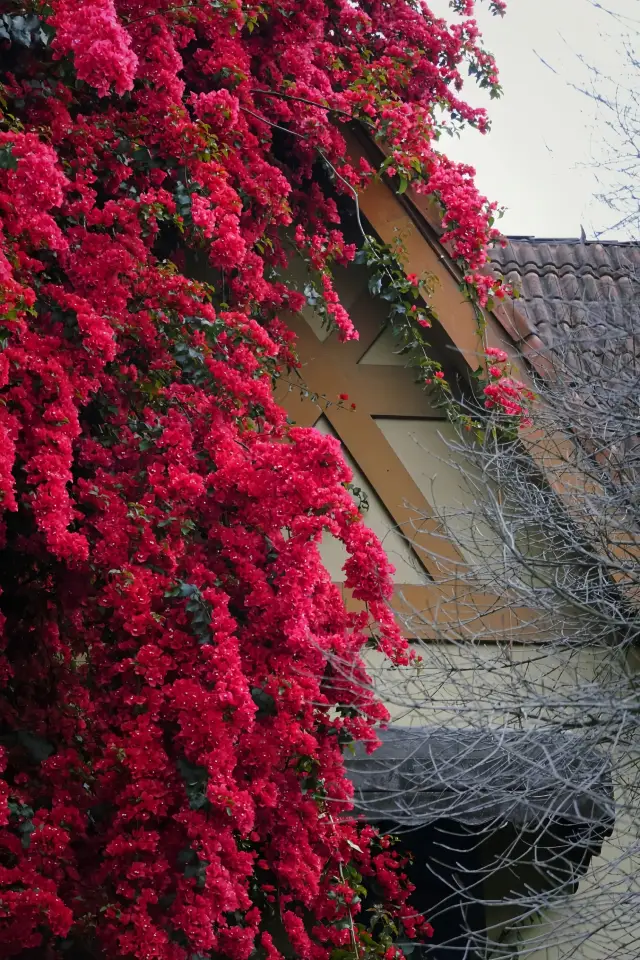 Nanhu Park, a fiery cascade of bougainvillea