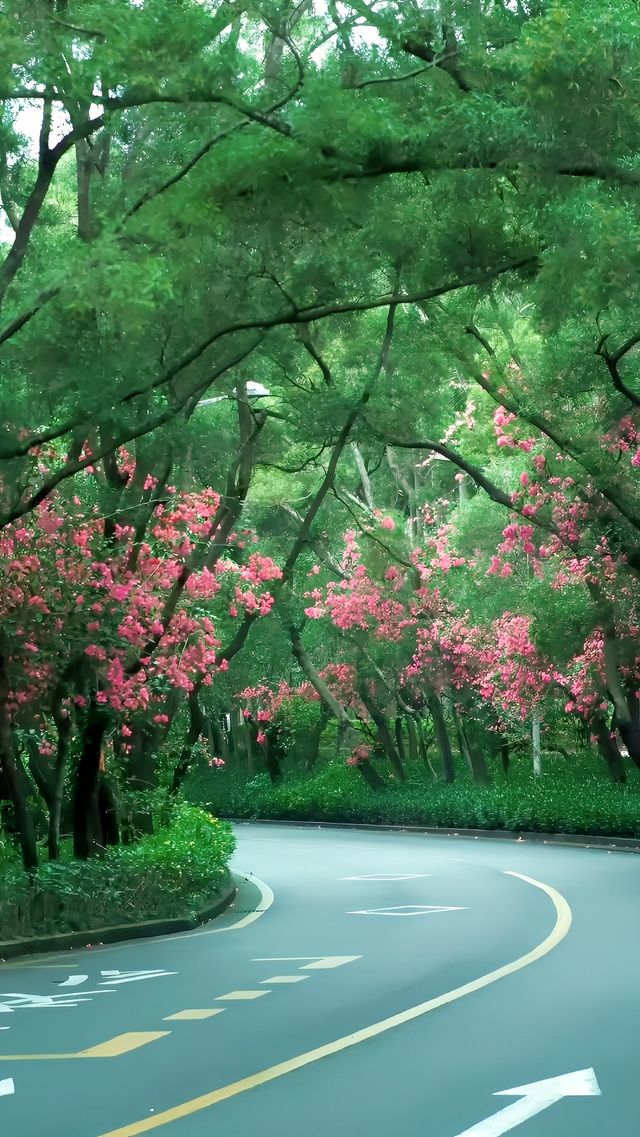 真的好喜歡深圳這條郁郁蔥蔥的林蔭大道