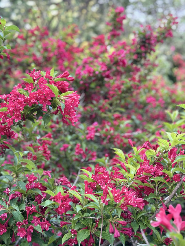 泉城公園識植物