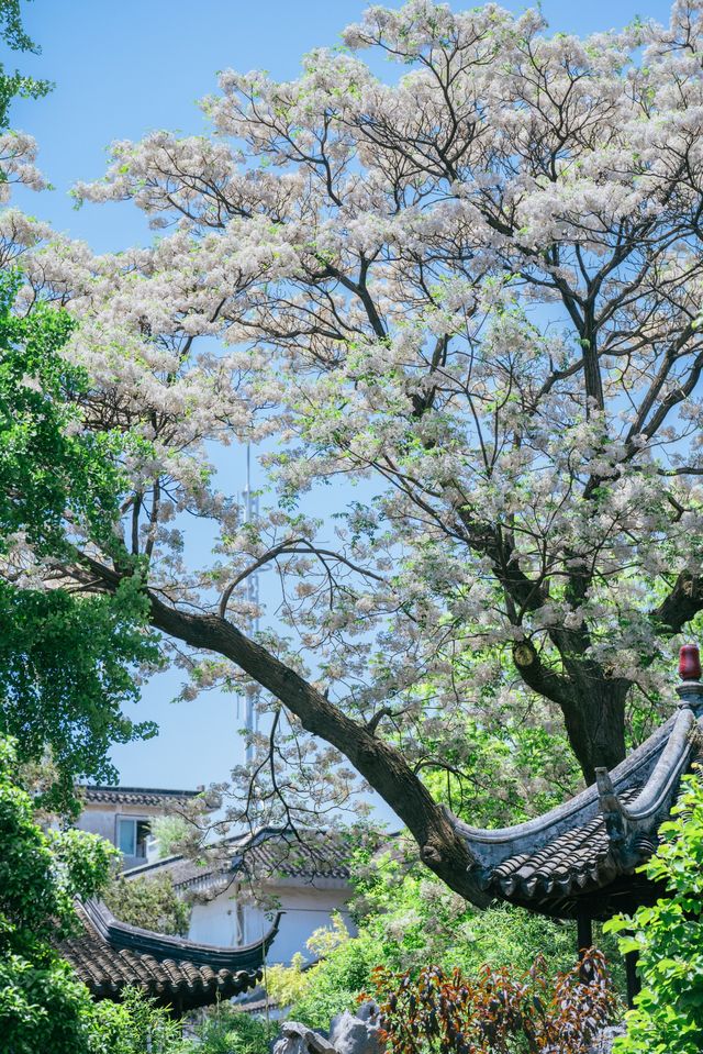 怡園苦楝花開夏天的風已經吹進園林……