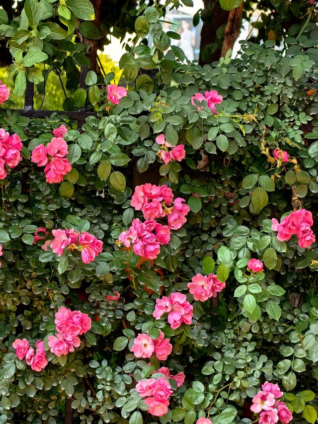 玫瑰花開夏日來