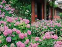 開滿無盡夏的千年古寺