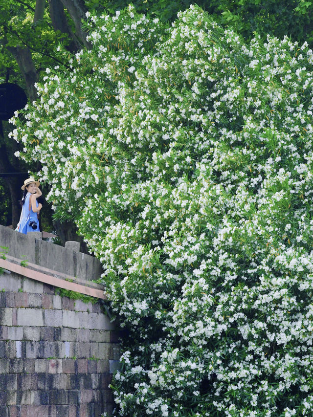 西湖夏日徒步好去處，這一巨型花瀑也太美了吧