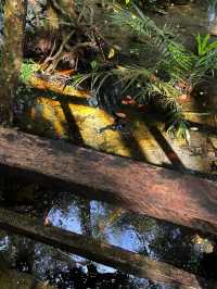 Oxygenating Forest Trekking Adventure in Nigeria