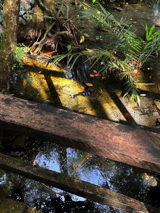 Oxygenating Forest Trekking Adventure in Nigeria