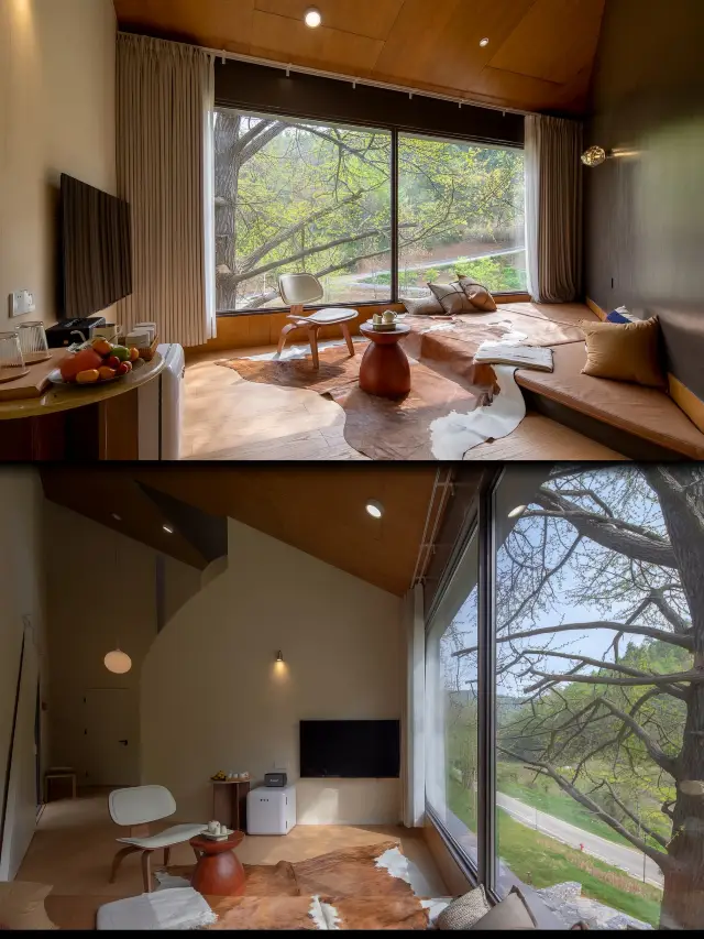 나무 위의 민박집에서 누워서 백년 은행나무를 볼 수 있어요!