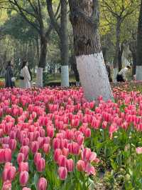 寧波日湖公園的鬱金香