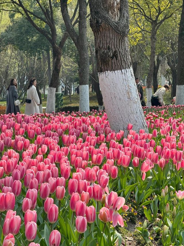寧波日湖公園的鬱金香