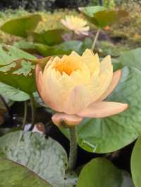 寧波~植物園~花開彼岸,一落千年。