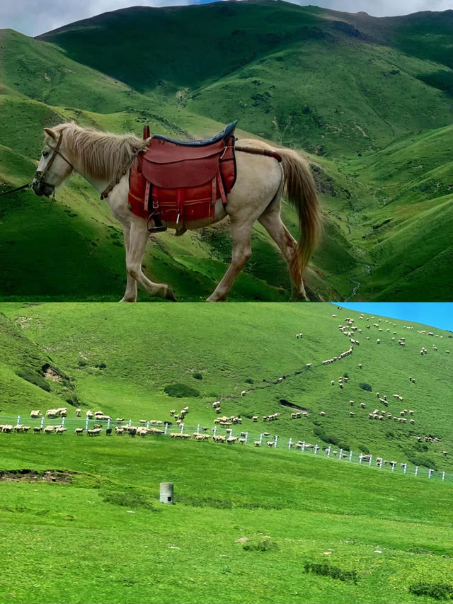 大海草山的美景確實不遜於阿勒泰。
