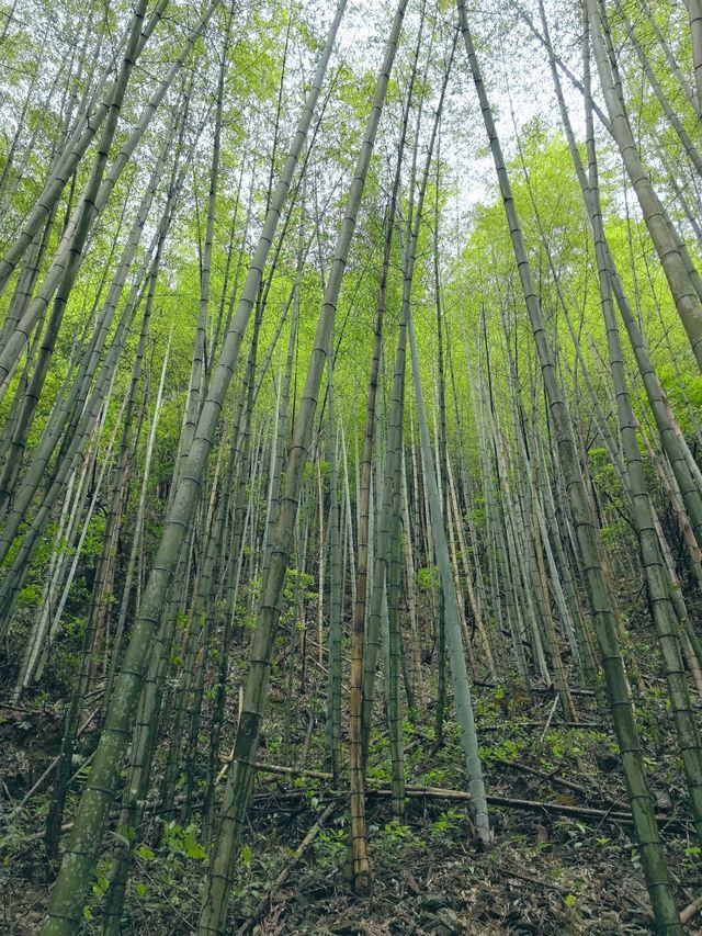 森林秘境,綠野仙蹤,洗肺聖地。 森林秘境,綠野仙蹤,洗肺聖地。