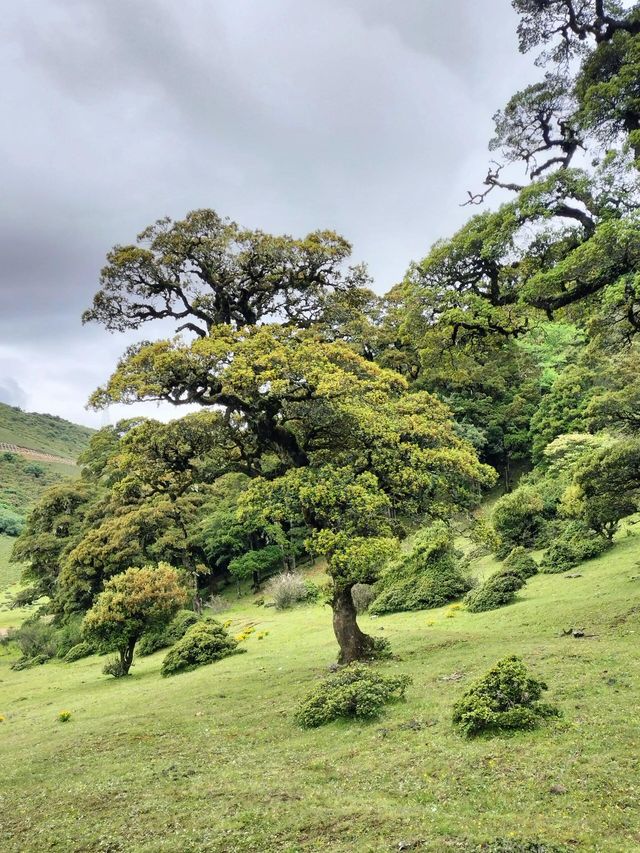 大理馬耳山雁池。