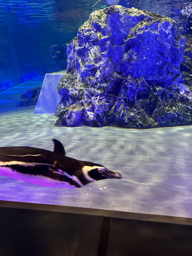 The Super Family Friendly Sumida Aquarium, The Wonders Of the Deep In Tokyo!