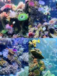 波士頓景點 | 新英格蘭水族館。