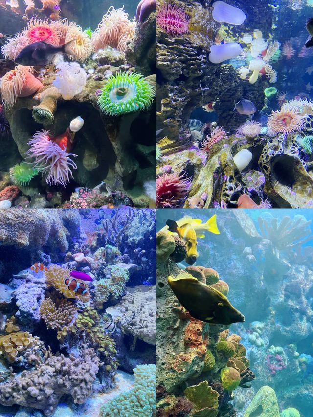 波士頓景點 | 新英格蘭水族館。