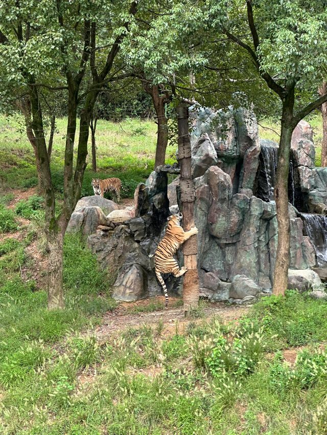 浙江省杭州市野生動物世界︱一次與自然精靈的親密接觸。
