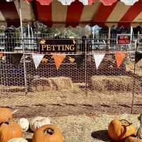Spooky Halloween Attractions In the Haunted house
