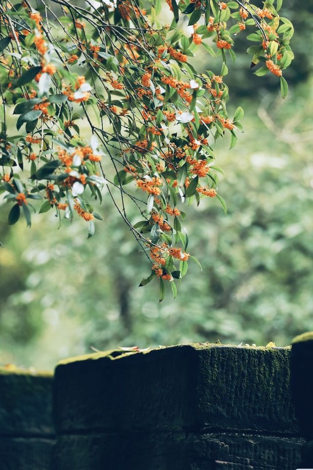 十月份的成都｜滿城盡帶桂花香。