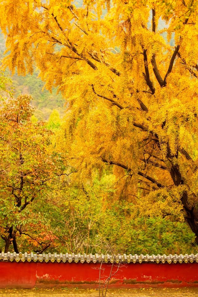 何必爬泰山，不如來玉禪寺！