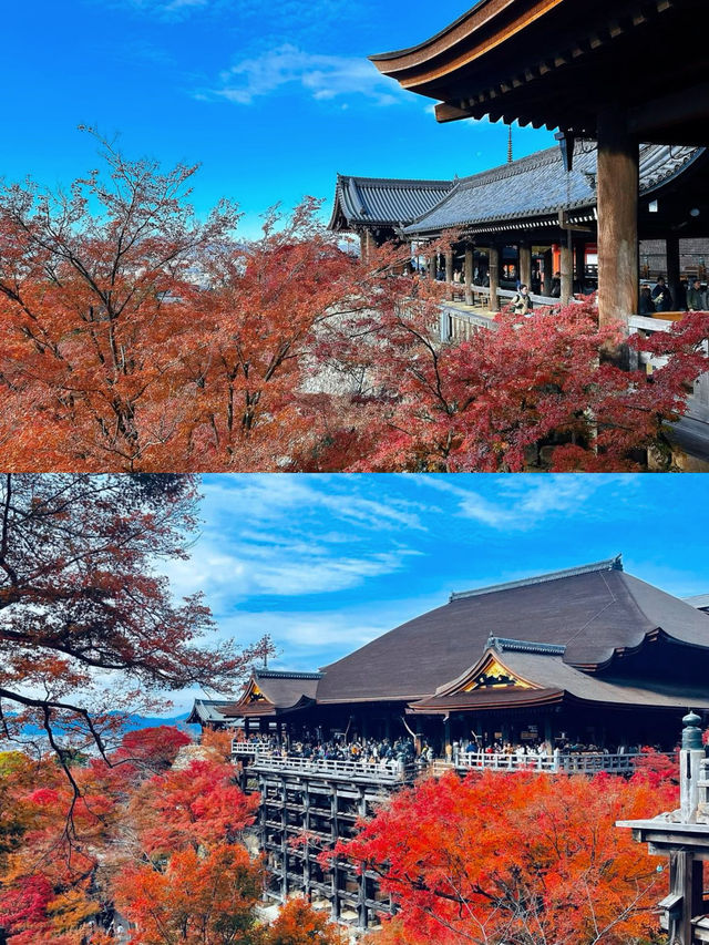 京都賞楓圖鑑：清水寺。