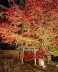 Explore Kyoto's Nighttime Autumn Foliage in 2023