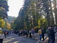 Travel Experience to Nikko's Toshogu Shrine on November 3rd