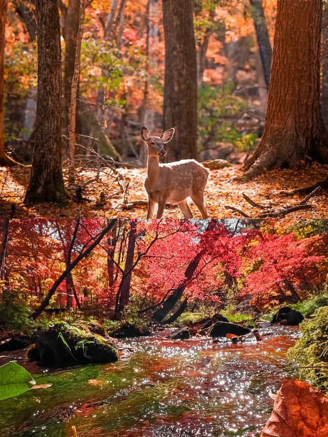 長白山看雪不來長白山會後悔！。