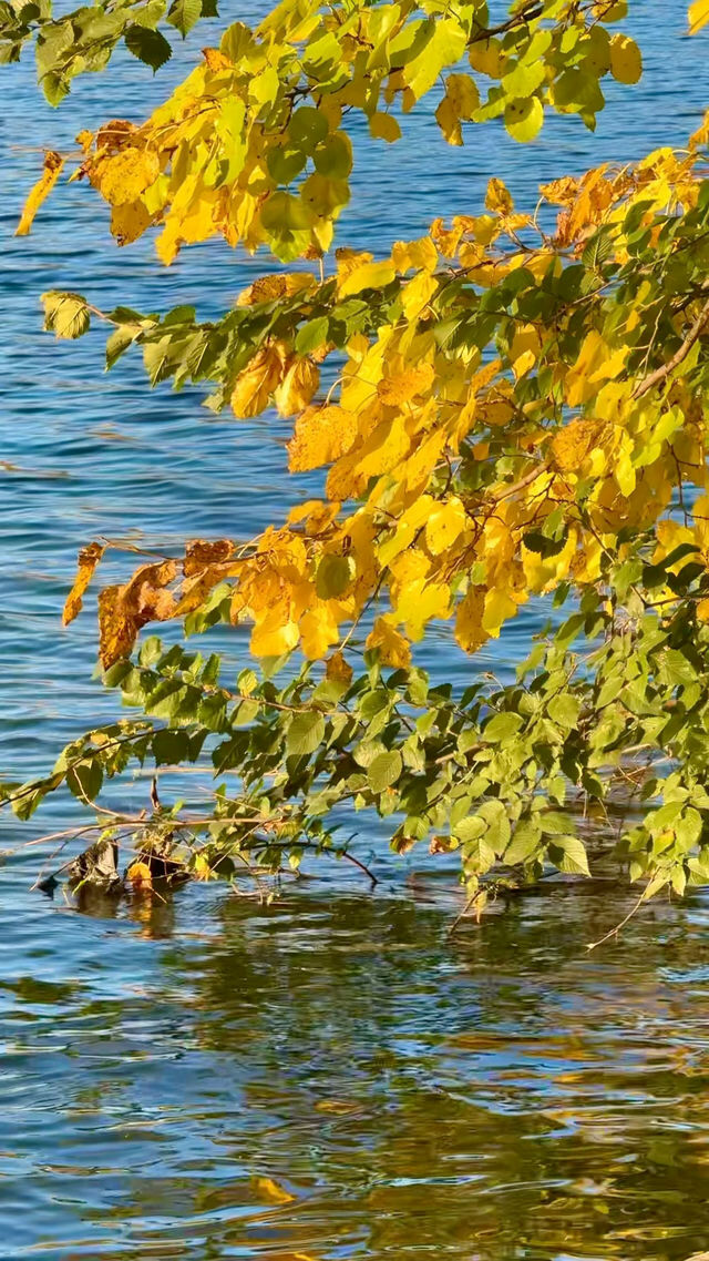 New York | Live Photos: Autumn Palette at Prospect Park