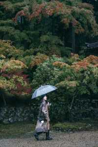 紅葉還未全盛，雨天也等不及飛到京都。