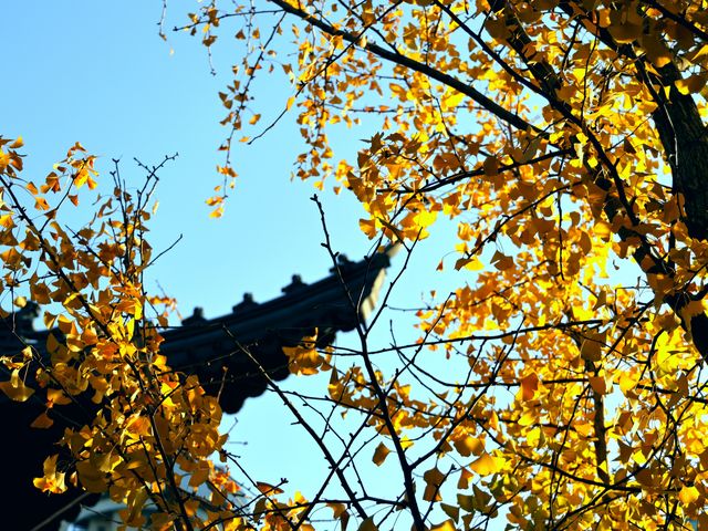 上海玉佛禪寺，新年祈福，心安意順。