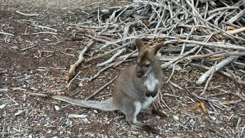 7-Day Australia Travel Guide — traveler post in Sorell