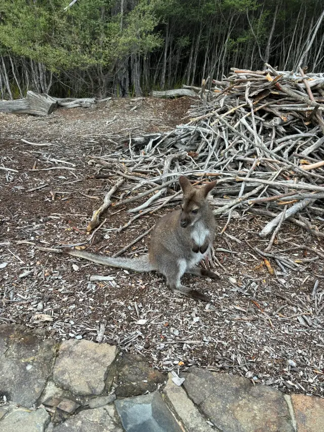 호주 7일 여행 완벽 가이드 필독