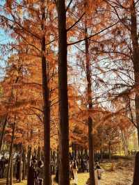 鄭州北龍湖濕地公園裡的水杉，美得像一幅油畫！