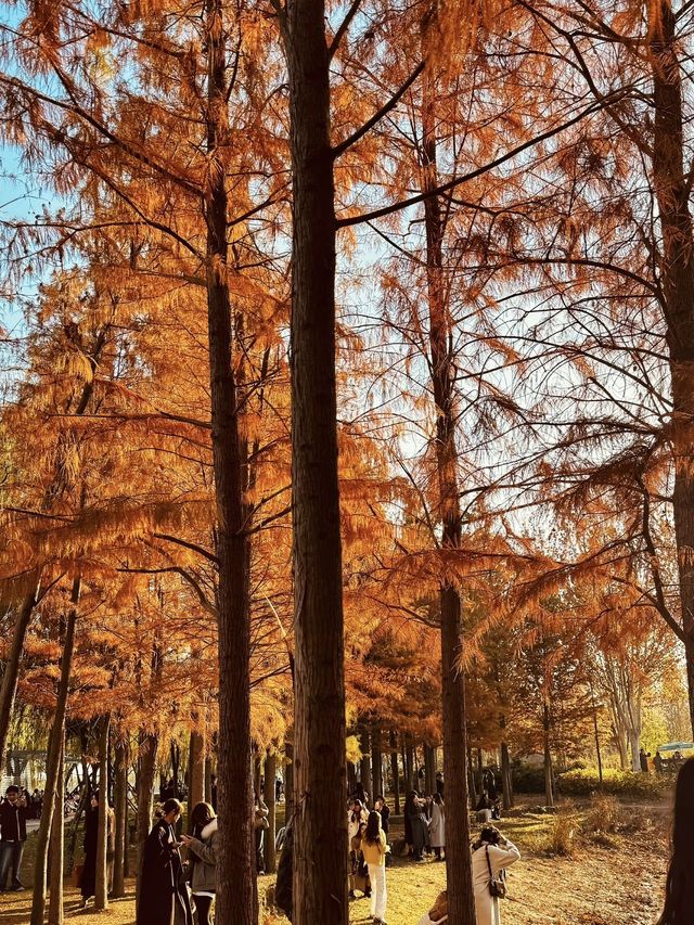 鄭州北龍湖濕地公園裡的水杉，美得像一幅油畫！