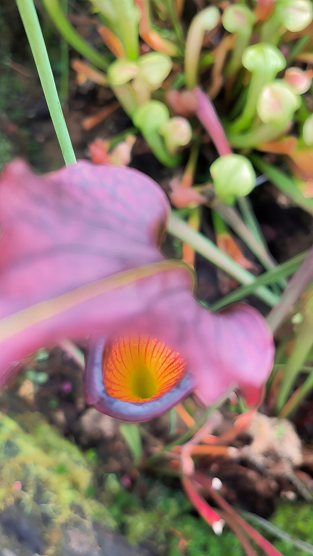 昆明植物界的愛馬仕館–扶荔宮