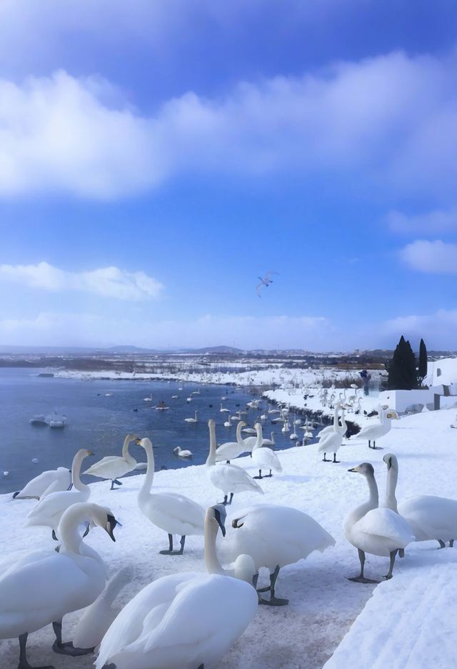 冬季威海美得令人驚嘆！必看18個絕美雪景打卡地
