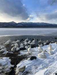 北海道雪景野泉|天鵝湖裡泡溫泉！！