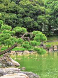 東京小眾秘境丨清澄庭園遊覽攻略