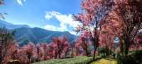 無量山櫻花谷