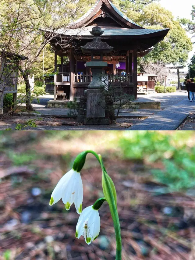 8-Day Japan Winter Itinerary