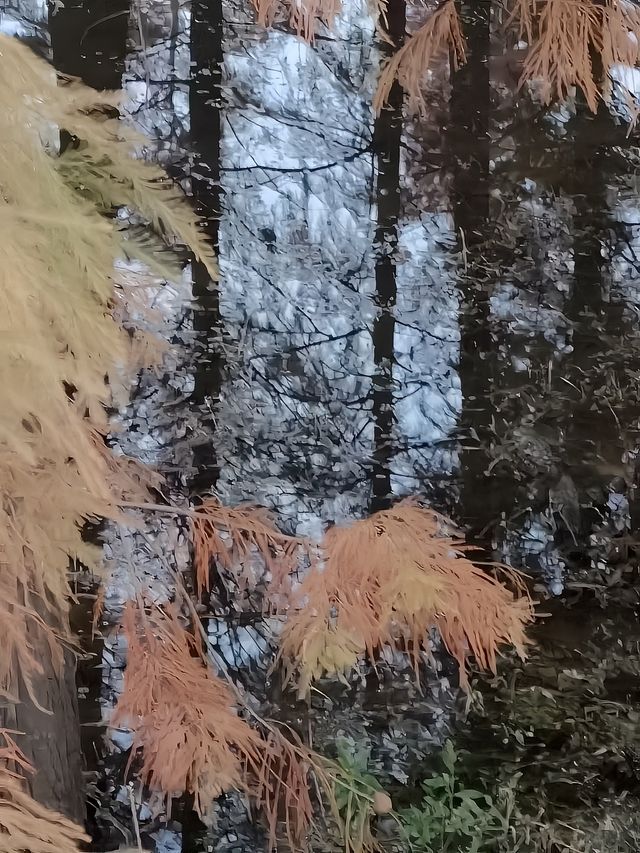 四明湖的紅杉林