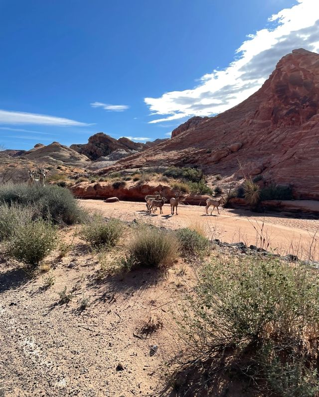 來las vegas必去嘅公園Valley of Fire