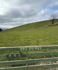 韓國平昌郡大關嶺羊群牧場｜一場與羊群和自然的親密約會