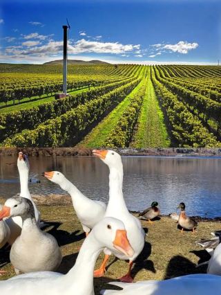 Blenheim's Hidden Gems: A Feast for the Senses in New Zealand
