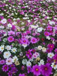 #深圳市西麗生態公園：格桑花的綺麗世界