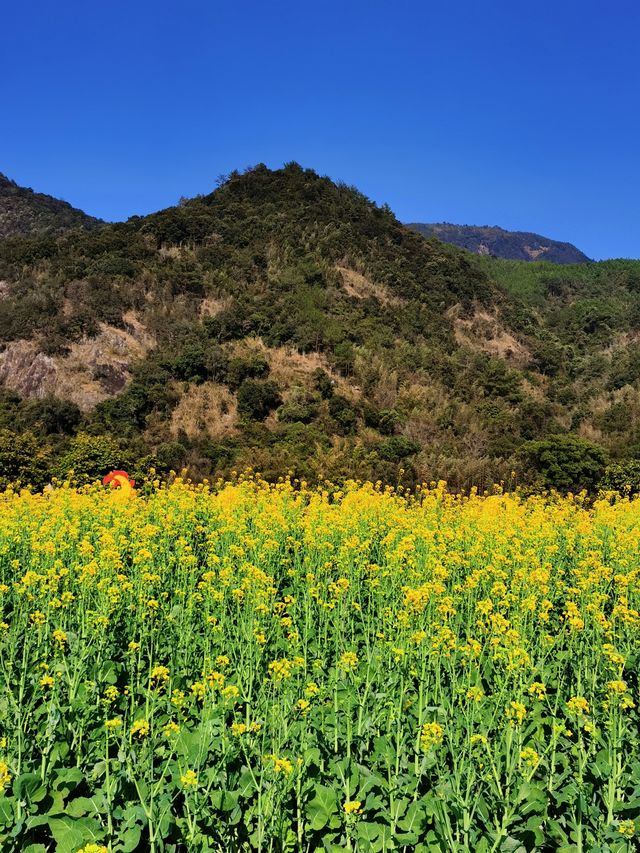 福州賞油菜花觀賞攻略